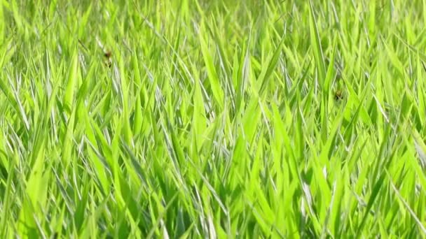 Hierba Verde Textura Fondo — Vídeo de stock