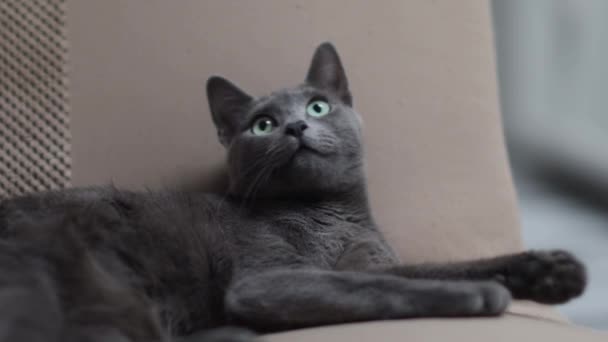Gatto Grigio Con Gli Occhi Azzurri — Video Stock