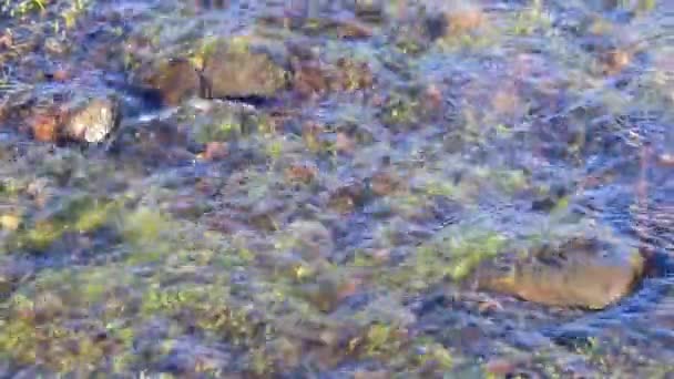川に水が落ち — ストック動画