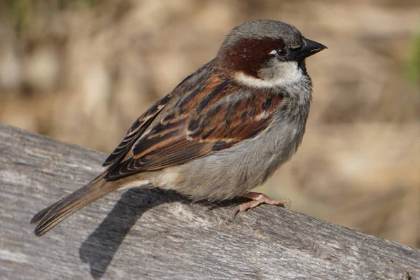 Gros Plan Moineau Domestique — Photo