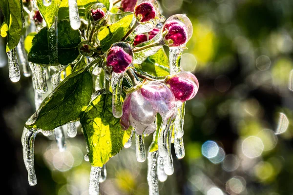 Detailní Záběr Zavlažování Mrazem Jabloních Jižním Tyrolsku Itálie — Stock fotografie