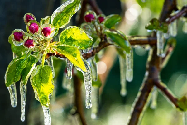 意大利南蒂罗尔苹果树霜冻灌溉特写镜头 — 图库照片