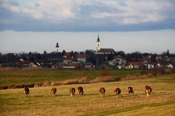 Die Kühe Weiden Auf Einer Weide Auf Dem Feld Hinter — Stockfoto