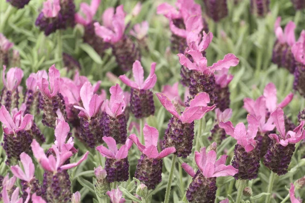 Una Hermosa Foto Flores Lavanda Española Floreciendo Jardín —  Fotos de Stock