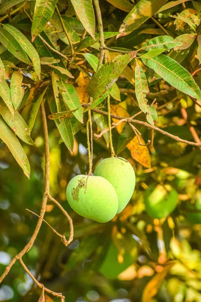 Una Toma Vertical Mangos Maduración Árbol — Foto de Stock