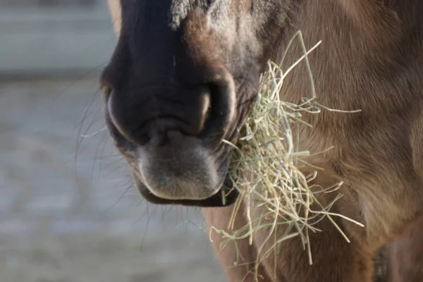 Tiro Perto Cavalo Zoológico — Fotografia de Stock