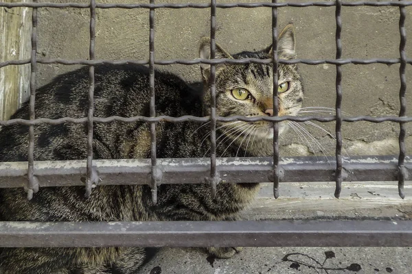 Gato Sin Hogar Tras Las Rejas — Foto de Stock