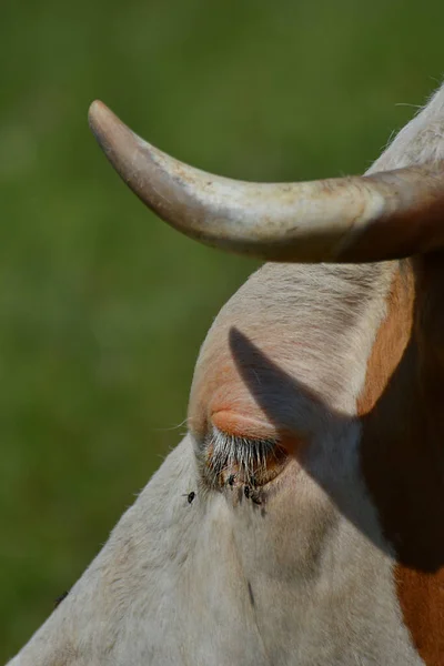 Primer Plano Una Vaca — Foto de Stock