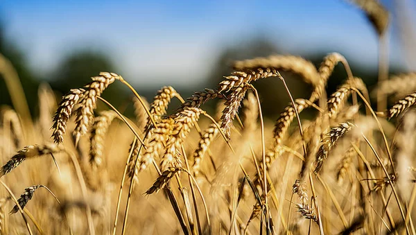 Selektiv Fokusbild Vetefält — Stockfoto