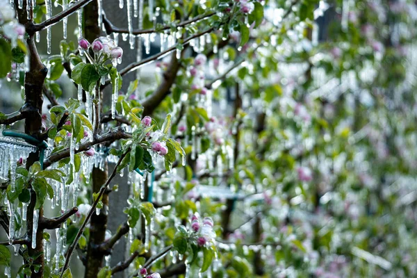 Closeup Shot Frost Irrigation Apple Trees South Tyrol Italy — Stock Photo, Image