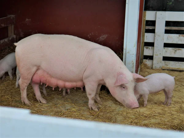 Closeup Shot Mother Pig Little Pigs Farm — Stock Photo, Image