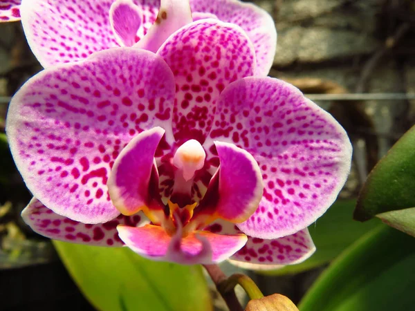 Selektivní Ostření Záběr Krásné Růžové Phalaenopsis Orchideje — Stock fotografie
