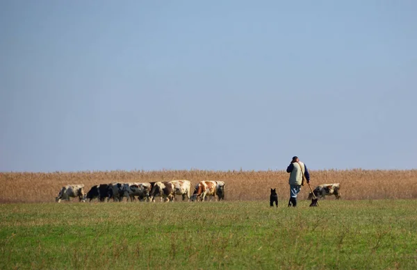 Корови Пасуть Траву Лузі Пастухом Двома Собаками — стокове фото