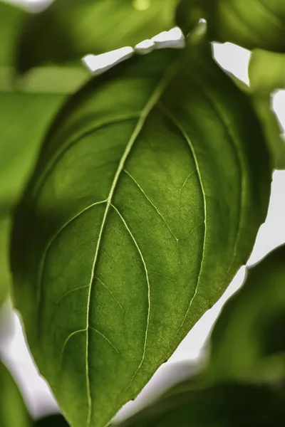 Tiro Close Uma Folha Fresca Verde Uma Planta Sala — Fotografia de Stock