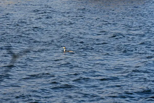 Mavi Gölde Büyük Bir Ibikli Ördek — Stok fotoğraf