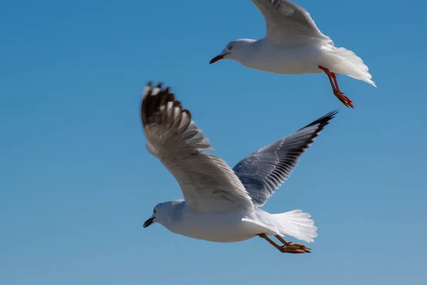 Tiro Close Gaivotas Penas Brancas Voando Fundo Azul Céu — Fotografia de Stock