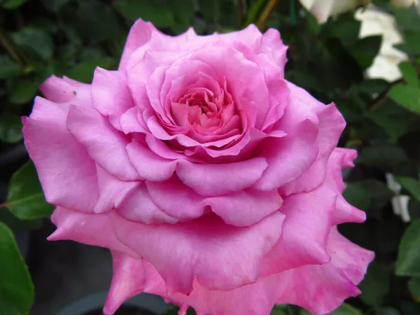 Eine Selektive Fokusaufnahme Einer Schönen Rosa Rose — Stockfoto