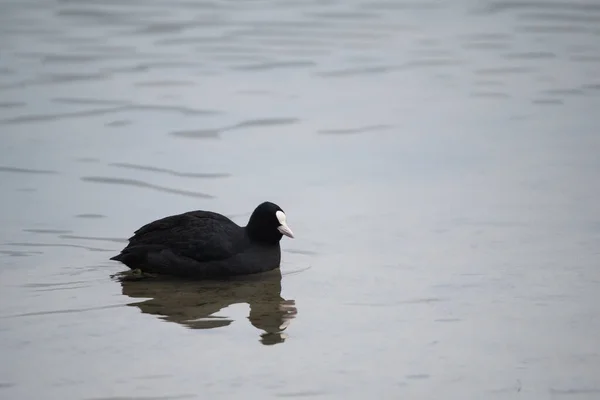 Nahaufnahme Einer Wildente Auf Dem Meer — Stockfoto