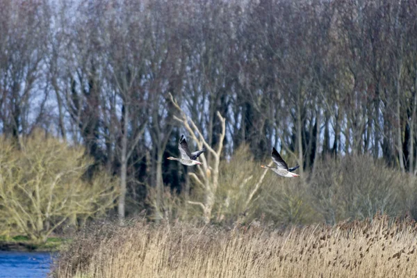 Серые Гуси Пролетают Над Озером Сурлингхем Норфолке Великобритания — стоковое фото