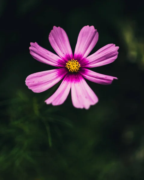 Detailní Záběr Vesmírný Květ — Stock fotografie