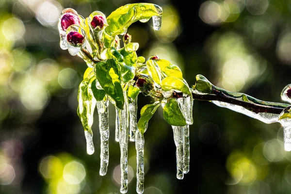 意大利南蒂罗尔苹果树霜冻灌溉特写镜头 — 图库照片
