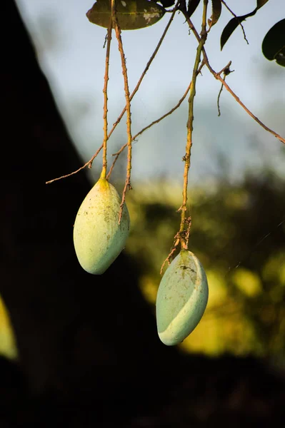 Vertikal Bild Mognande Mango Trädet — Stockfoto