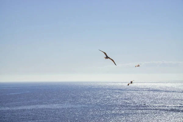 Okyanusun Üzerinde Uçan Martıların Büyüleyici Görüntüsü — Stok fotoğraf