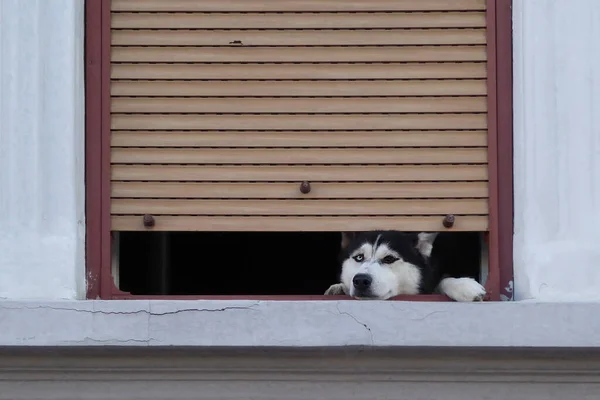 Cane Husky Che Guarda Attraverso Finestra Della Casa Aperta — Foto Stock