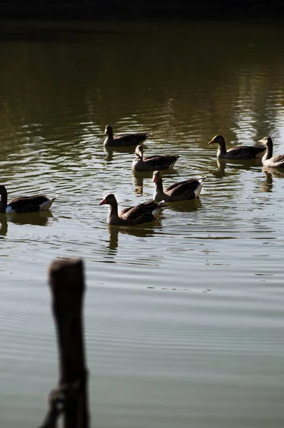 Eine Vertikale Aufnahme Einer Entenschar Die Einem Teich Schwimmt — Stockfoto