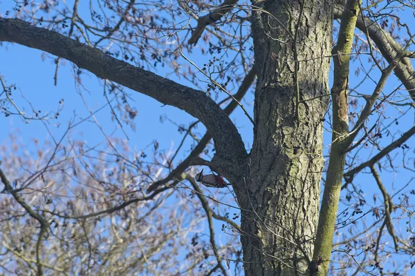 Grand Pic Tacheté Sur Arbre — Photo