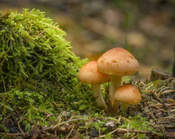 Tiro Seletivo Foco Cogumelo Uma Floresta — Fotografia de Stock