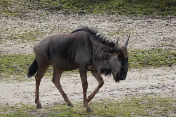 Nahaufnahme Eines Gnus See — Stockfoto