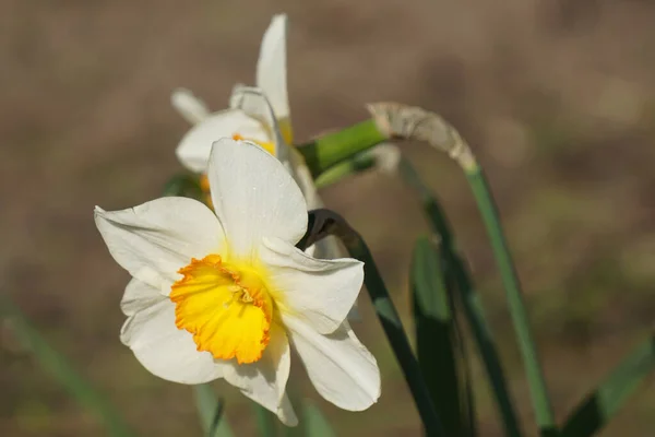 Gros Plan Fleur Narcisse Dans Jardin — Photo