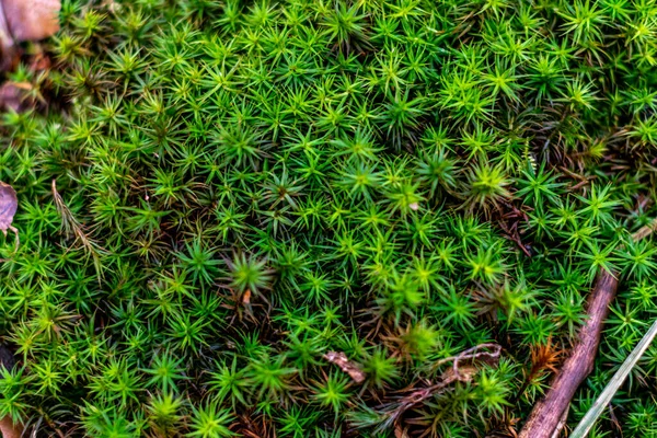 Widok Góry Torfowiska Sphagnum Roślina — Zdjęcie stockowe