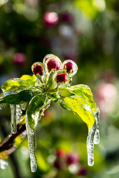 Tiro Vertical Irrigação Por Geada Macieiras Sul Tirol Itália — Fotografia de Stock