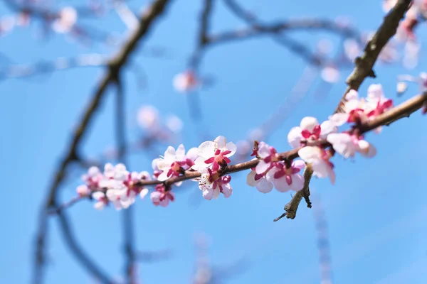 Fleurs Cerisier Rose Sur Arbre Fleurs — Photo