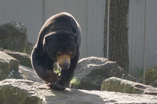 Hermoso Oso Pardo Zoológico — Foto de Stock