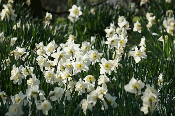 Primer Plano Narciso Florecer Jardín —  Fotos de Stock