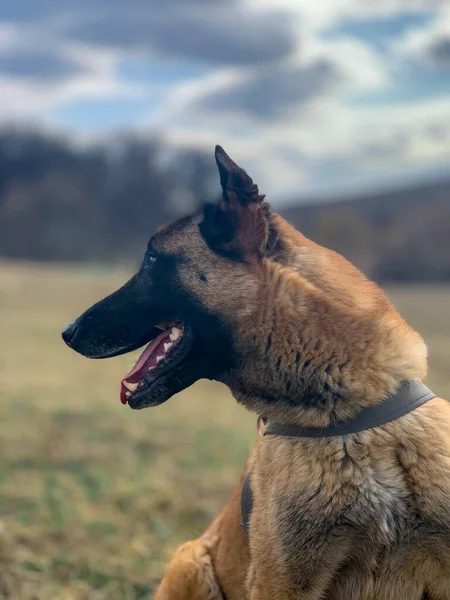 Ένα Κάθετο Πλάνο Ενός Anatolian Shepherd Κολάρο — Φωτογραφία Αρχείου