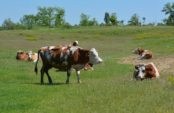 Ouviu Falar Vacas Pastando Campos — Fotografia de Stock