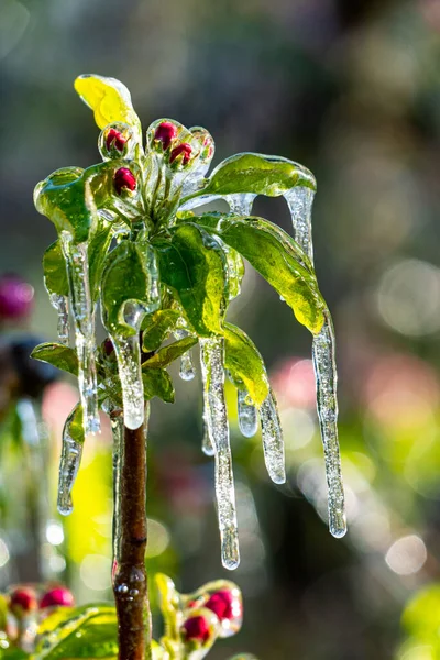 意大利南蒂罗尔苹果树上的霜冻灌溉垂直镜头 — 图库照片