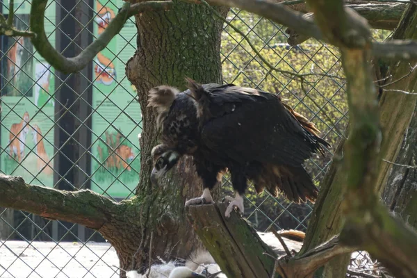 Closeup Shot Eagle Zoo — Stock Photo, Image