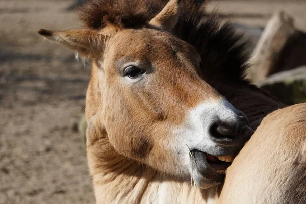 Tiro Perto Cavalo Zoológico — Fotografia de Stock