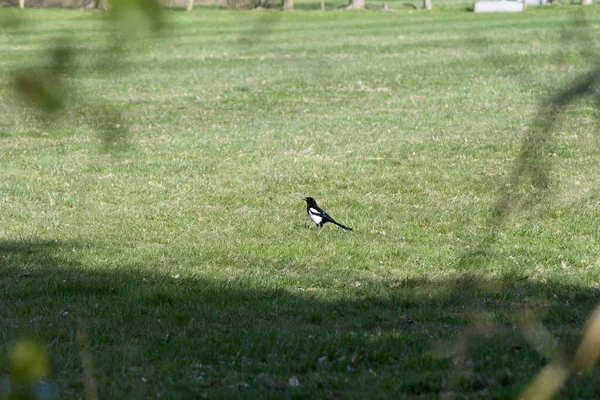 Une Pie Sur Herbe Verte — Photo