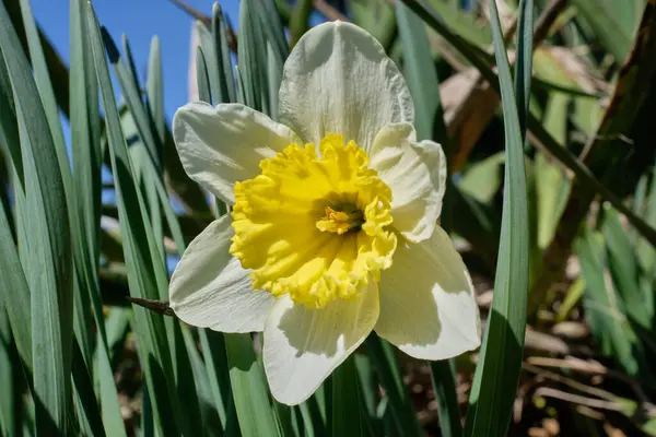 Primer Plano Una Hermosa Flor Narcisa Flor — Foto de Stock