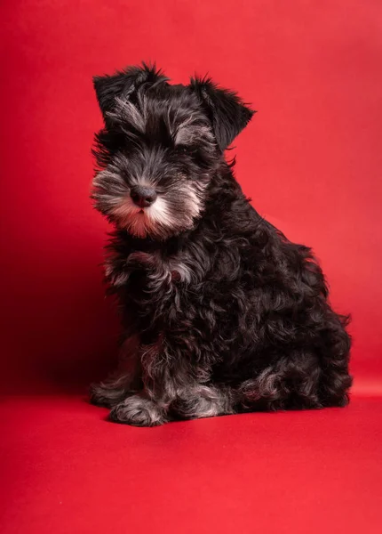 Een Portret Van Een Schattige Miniatuur Puppy Schnauzer Zittend Naar — Stockfoto