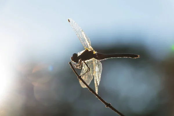 Selective Focus Shot Dragonfly Branch — Stock Photo, Image