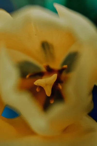 Sebuah Gambar Close Vertikal Dari Tulip Kuning — Stok Foto