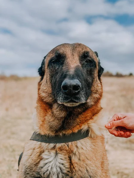 乾燥した草の分野でドイツの羊飼いの垂直ショット — ストック写真