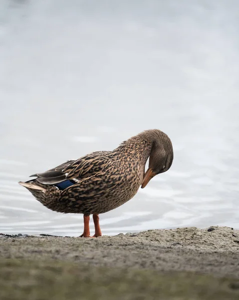 Nahaufnahme Einer Wildente Auf Dem Meer — Stockfoto